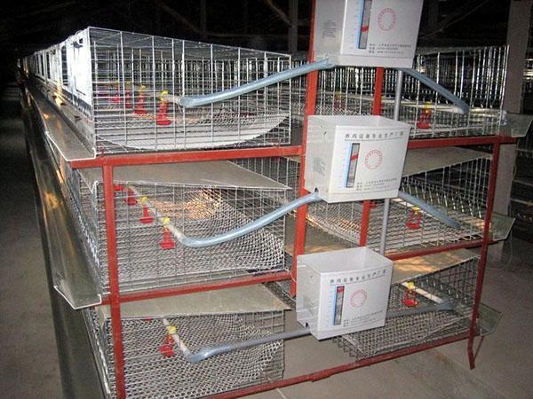 cage industrielle pour poulets de chair