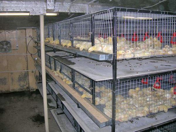 mantener pollos de engorde en jaulas
