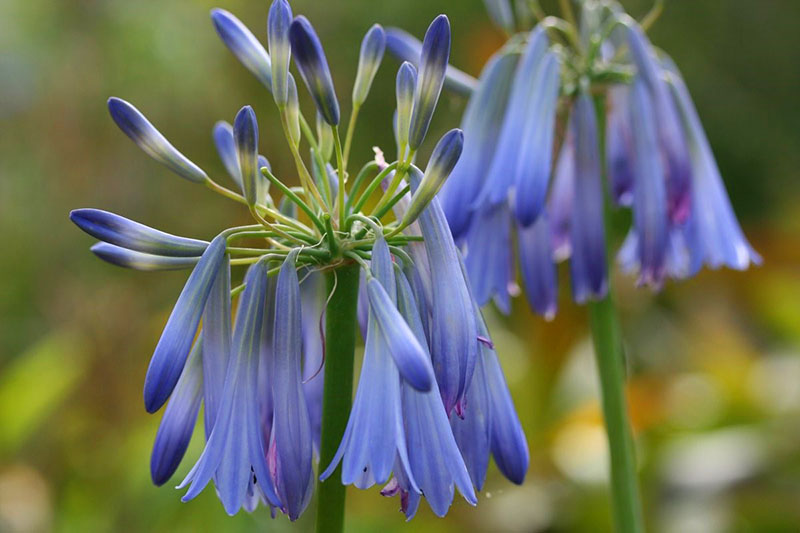 agapanthe en forme de cloche