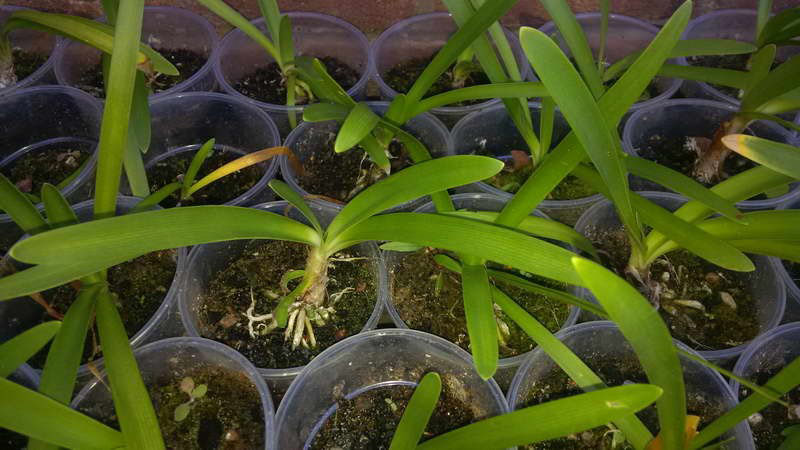 Soins Agapanthe