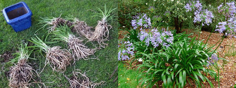 repiquage à l'automne dans un pot