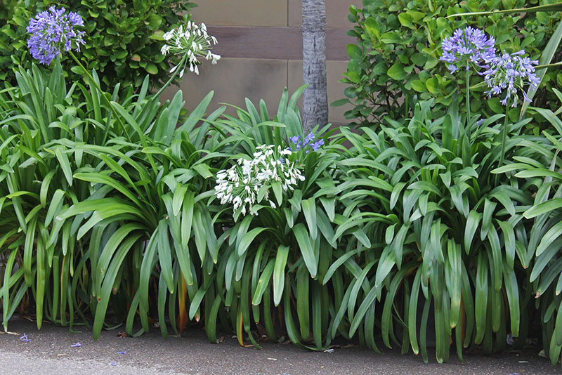 buissons d'agapanthes luxuriants