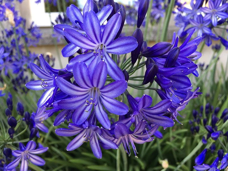agapanthe dans leur chalet d'été