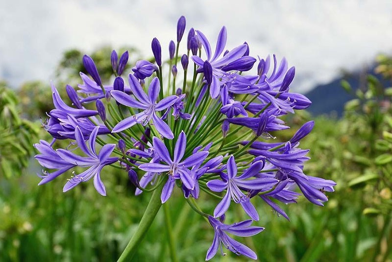 agapanthe parapluie en fleurs