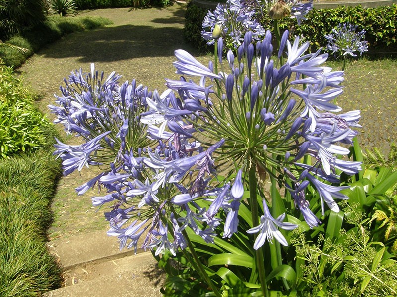 agapanthe orientale vivace
