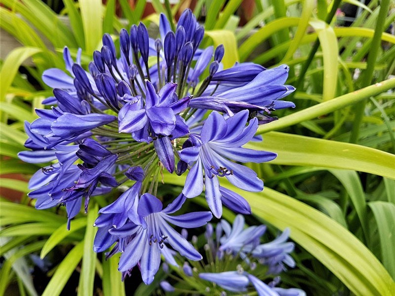 agapanthe à feuilles persistantes
