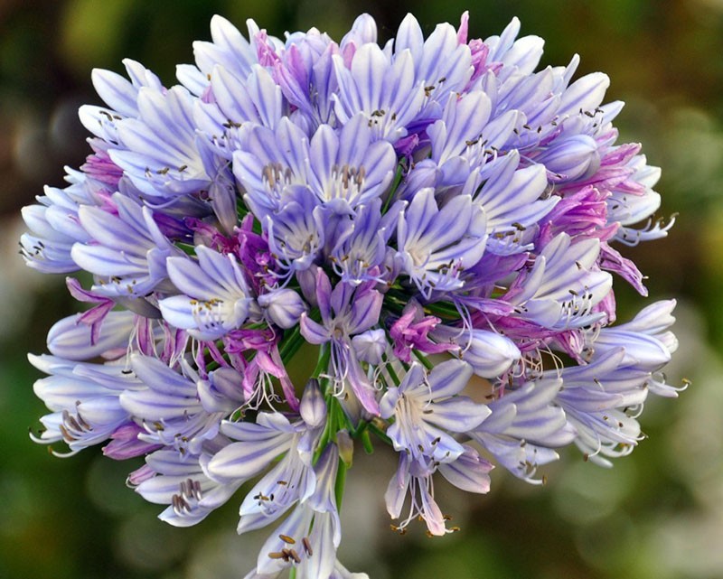 variété panachée