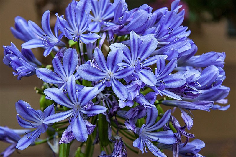 Grade bleu