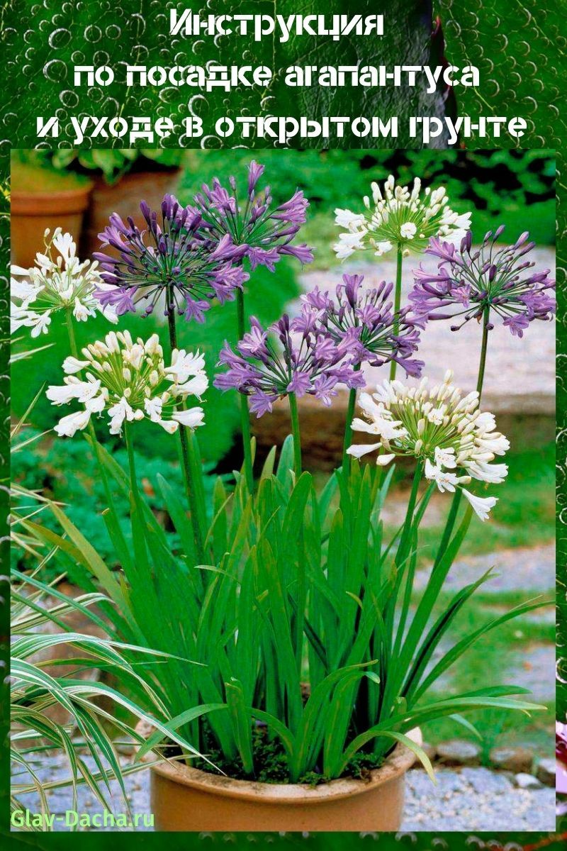règles de plantation d'agapanthes et d'entretien extérieur