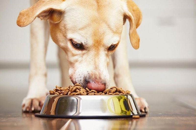 comida para perros con alben