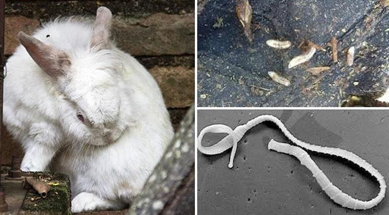 instrucciones de uso de alben para conejos
