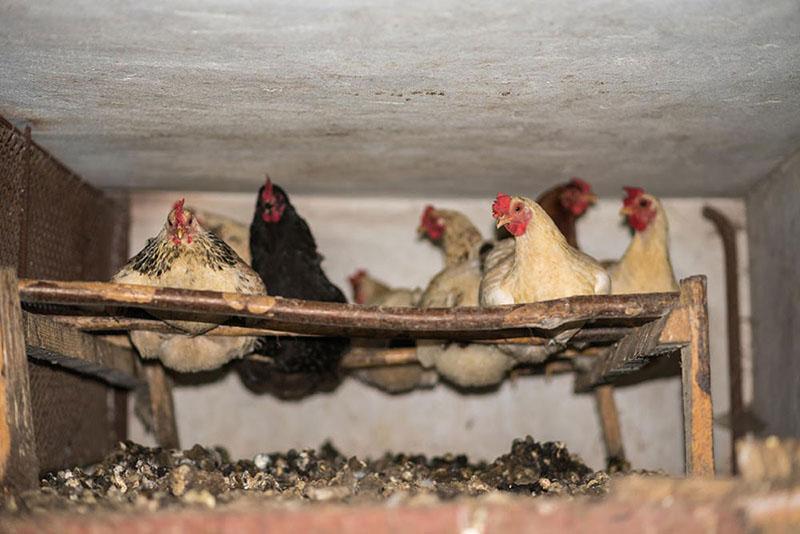 poulets perchés