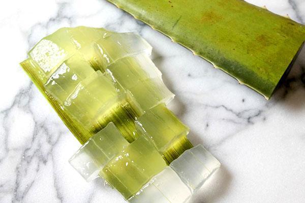 En ginecología, las inyecciones de aloe se utilizan con mucho cuidado.