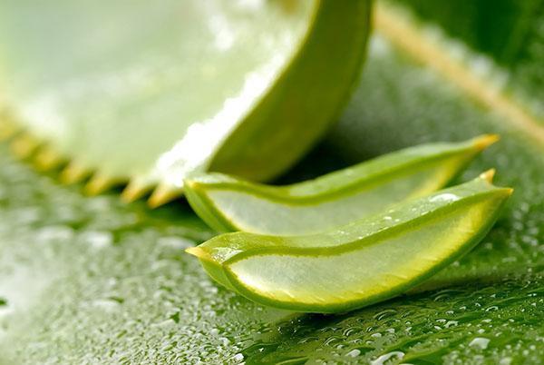 Se utiliza una planta adulta para preparar el extracto de aloe.