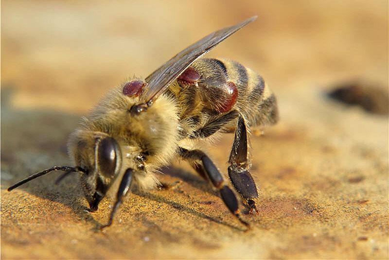 síntomas de la enfermedad de las abejas