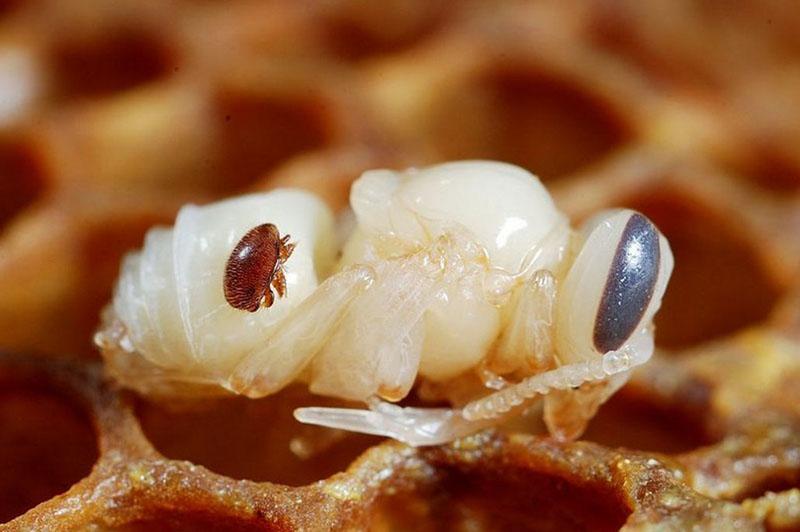 acarien varroa