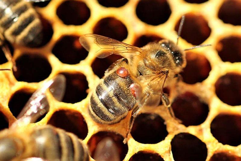 abejas infectadas