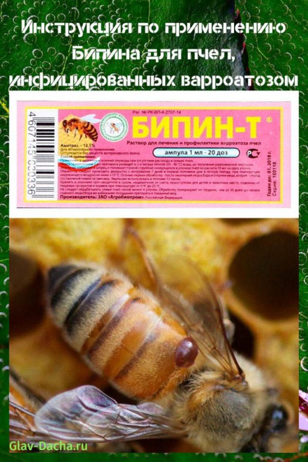 Instructions Beepin pour les abeilles