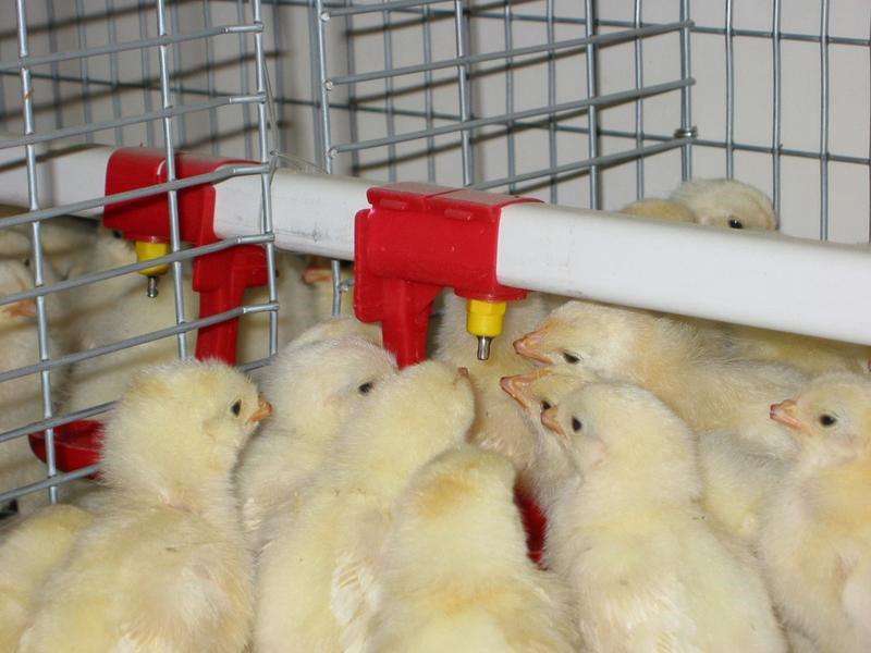 e-sélénium pour poulets