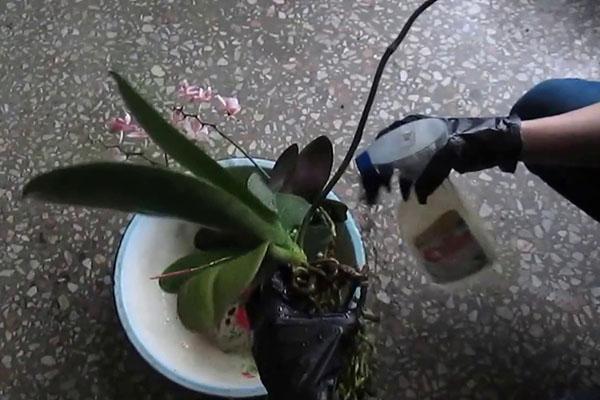 tratamiento de orquídeas