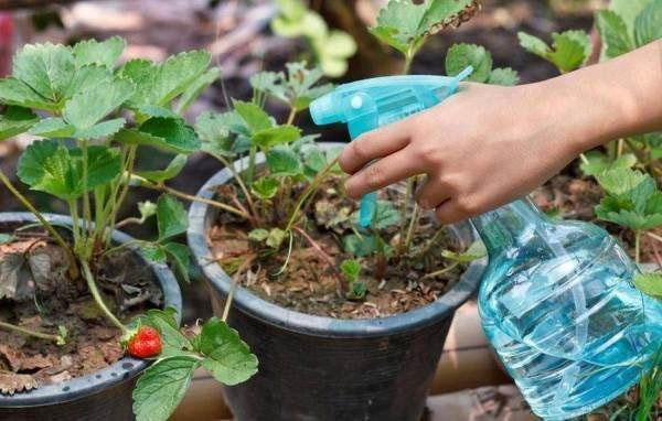 traitement des fraises