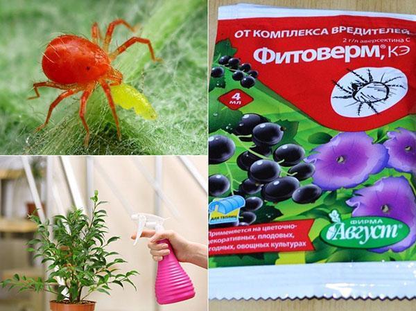 instrucciones de uso de phytoverm