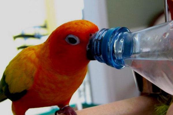 perroquet boit de l'eau