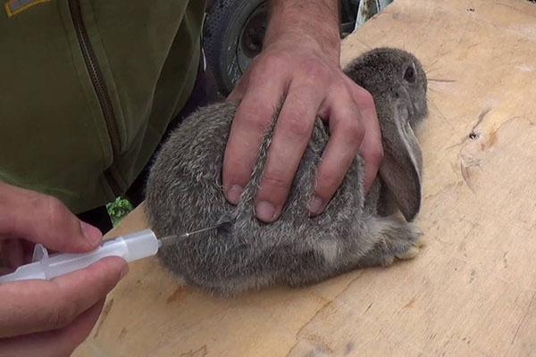 traitement lapin