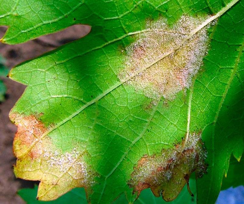 lucha contra el moho en las uvas