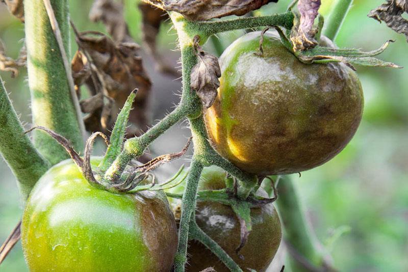 mode d'emploi du fongicide thanos pour tomate