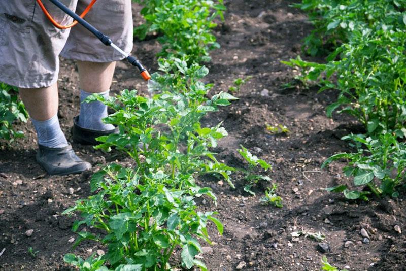 mode d'emploi du fongicide thanos sur les pommes de terre