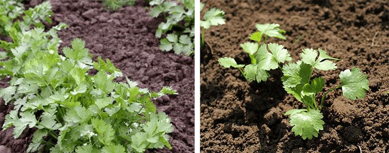 instrucciones para el uso de gesagard en una etapa temprana del desarrollo de la planta