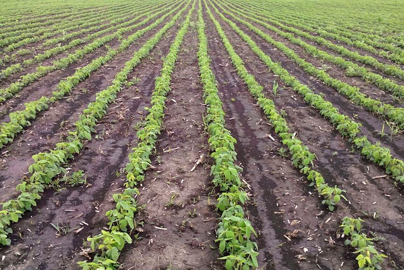 campo después del tratamiento con herbicida pivote