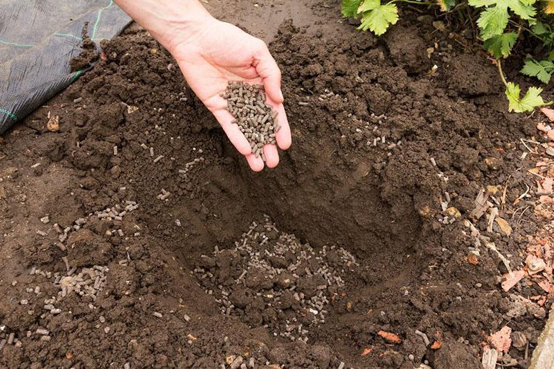 instructions pour l'utilisation du fumier de poulet granulé