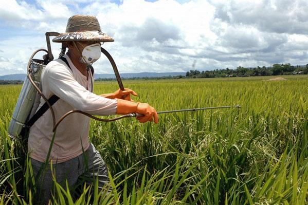 règles pour travailler avec des insecticides