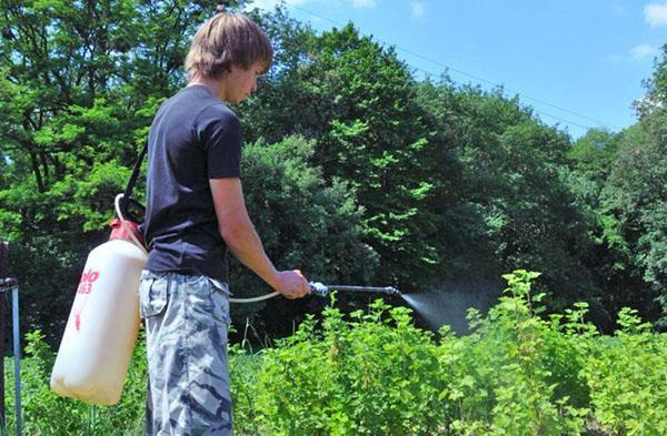 travailler avec un insecticide