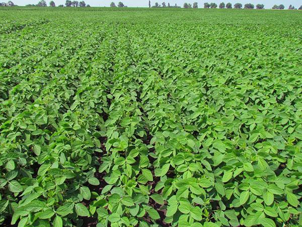 campo tratado con insecticida operkot acro