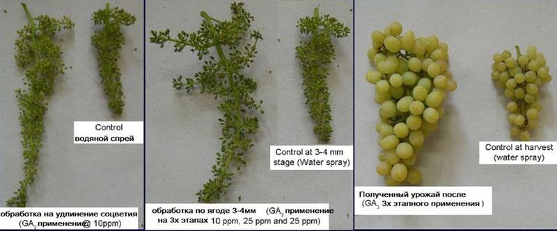 Instrucciones de uso de giberelina para uvas