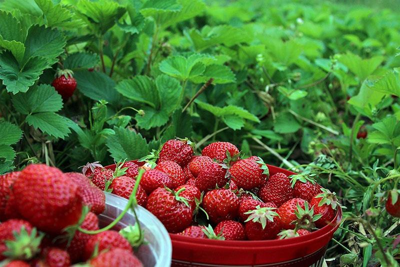 fresas después de aplicar giberelina