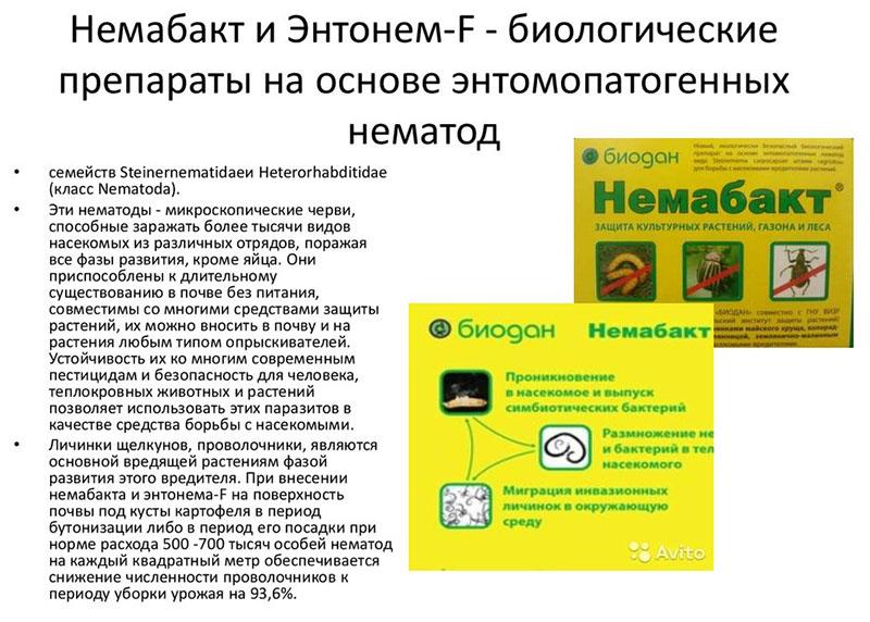 preparación biológica a base de nematodos
