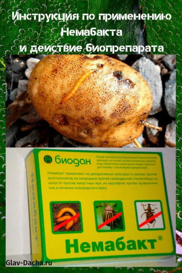 instrucciones para el uso de nemabact