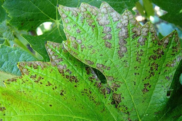 maladies des plantes