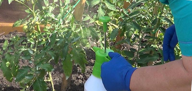transformation de la tomate