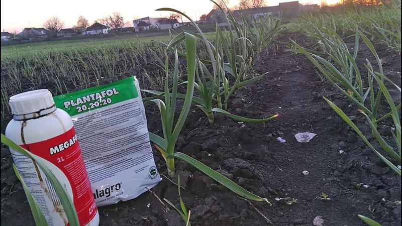 utiliser du plantafol pour l'ail