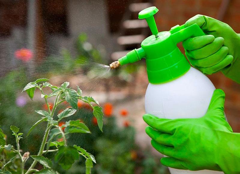 pour accélérer le développement des plantes