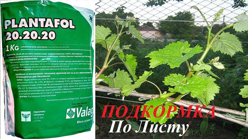 Brèves instructions d'utilisation de Plantafol pour différentes plantes