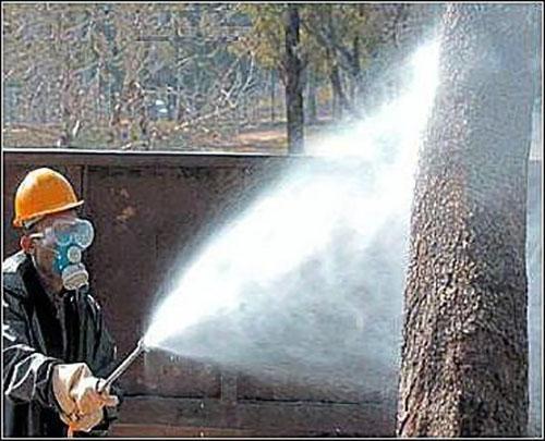 traitement printanier des arbres