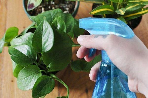 instrucciones de uso de la droga Omite para plantas de interior