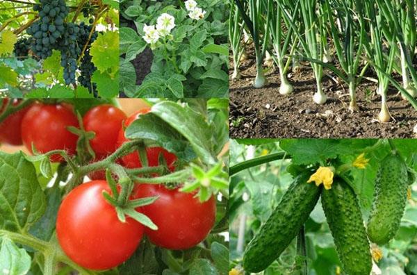 plantes saines dans le pays