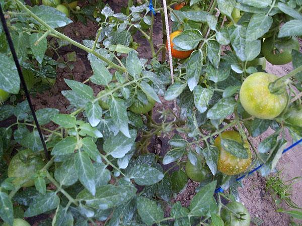 transformation des tomates avec Ordan